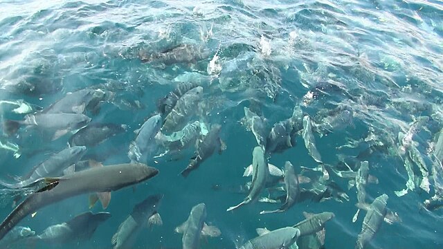 鯛の浦(Pantai Ikan Dori): "Senyum Ombak di Teluk Ikan"