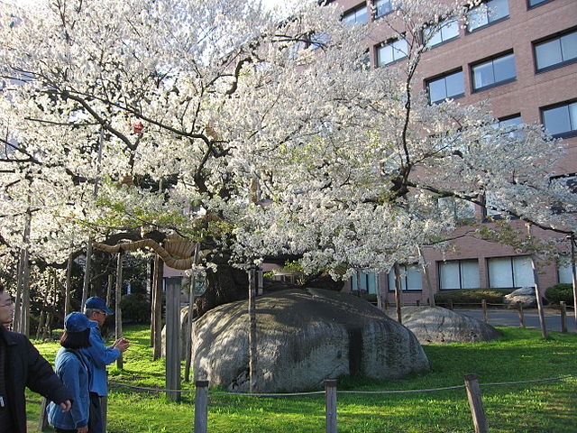 石割桜 (Sakura Pecah Batu): "Keindahan Abadi di Balik Retakan"