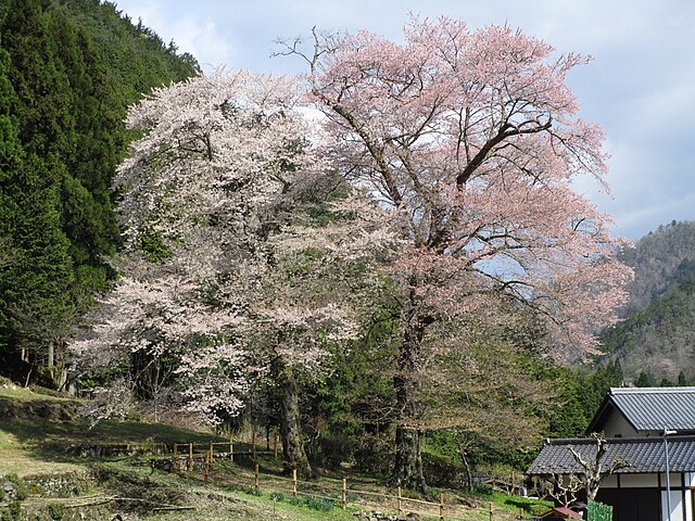 苗代桜(Cherry Blossom Sawah): "Keindahan Mekar di Ladang Padi"