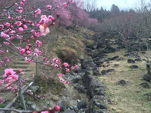 筑波山梅林 (Kebun Plum Gunung Tsukuba): "Keindahan Mekar di Puncak Tsukuba"
