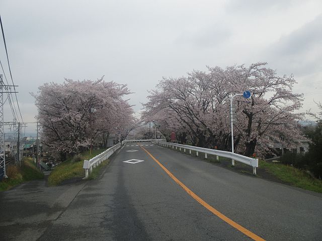 奈良津堤の桜(Sakura di Tepi Nara): "Pesona Bunga Sakura di Ujung Nara"