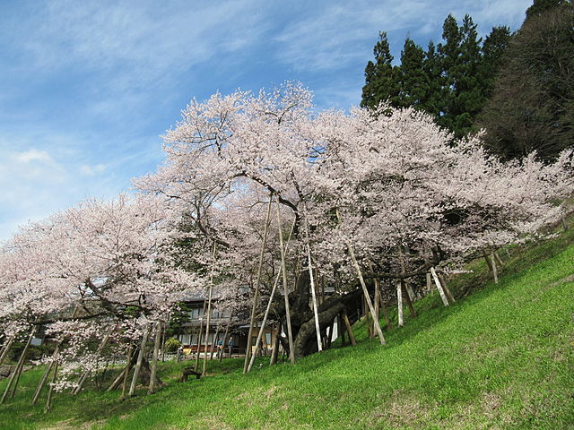 臥龍桜 (Sakura Naga Tidur): "Pesona Bunga Sakura dalam Pelukan Naga"