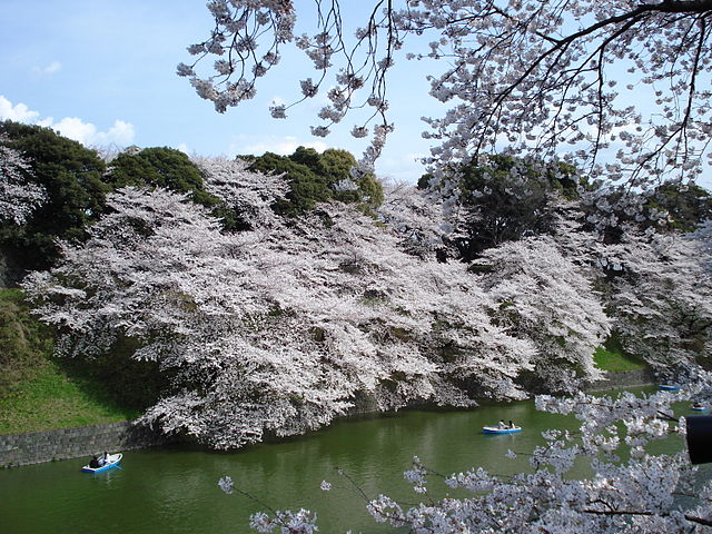 千鳥ヶ淵(Sungai Cinta Berbisik): "Keheningan di Antara Bunga Sakura"