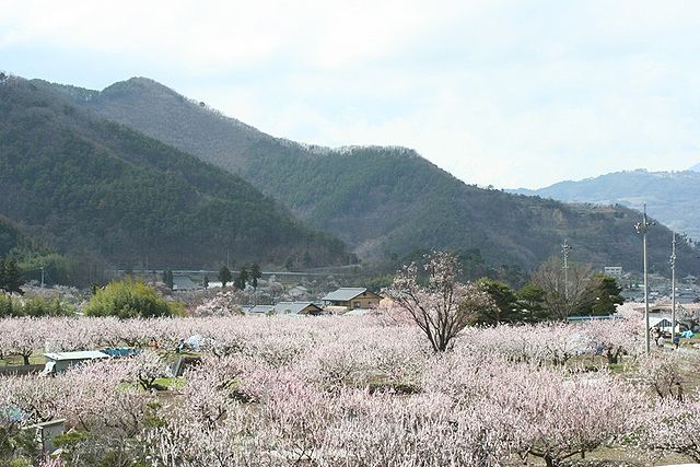 Kampung Aprikot: "Senyum Aprikot di Ujung Musim"