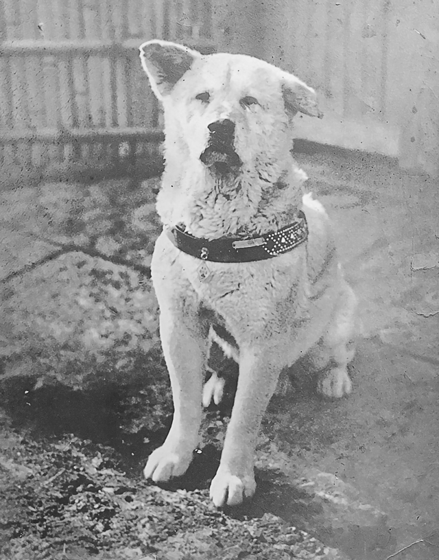 忠犬ハチ公(Anjing Setia Hachi): "Kesetiaan Abadi di Tengah Kota"