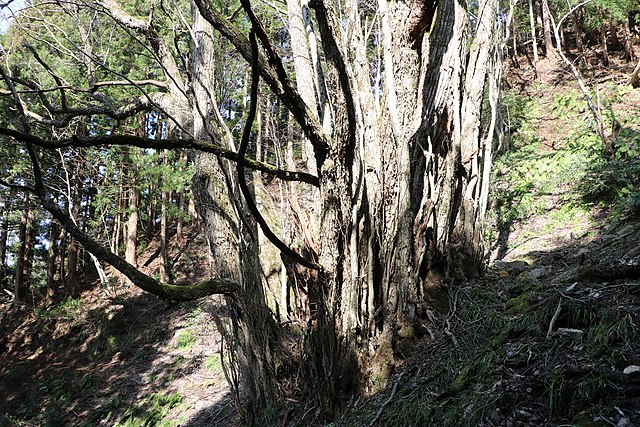 竹崎のカツラ(Kayu Sakti di Tepi Bamboo): "Pesona Alam dalam Pelukan Sejarah"