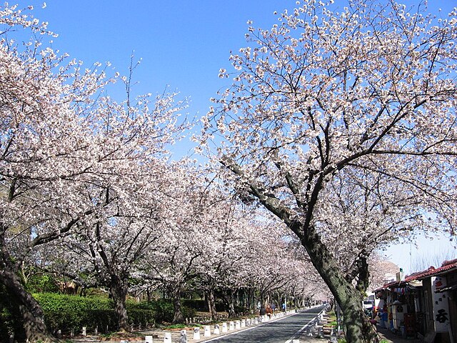 桜トンネル (豊川市)(Terowongan Sakura): "Jalanan Bunga yang Berbisik"