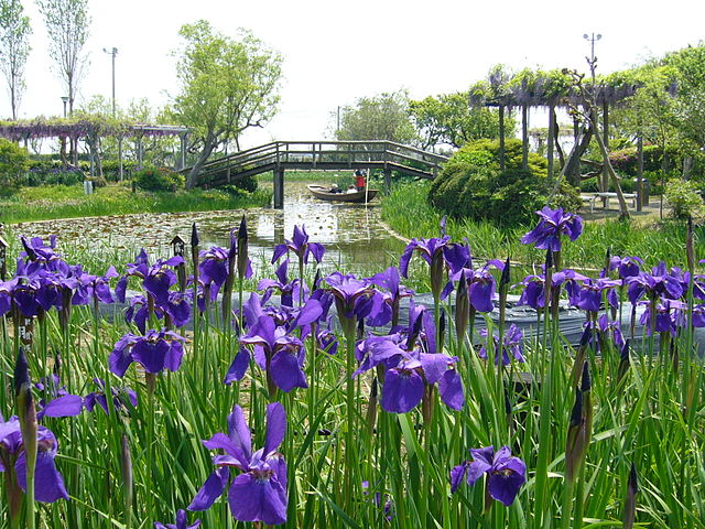 水郷佐原あやめパーク (Taman Iris di Sungai Sakai): "Keindahan Iris di Pelukan Sungai"