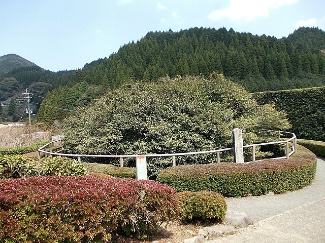 嬉野の大チャノキ( Pohon Teh Raksasa Ureshino): "Simfoni Daun Teh di Bawah Langit"