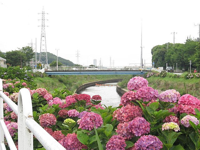 大清水境川アジサイロード(Jalan Hidup Bunga Hydrangea di Sungai Sejati): "Jejak Pelangi di Tepi Sungai"