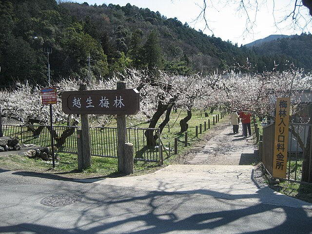 越生梅林(Pohon Plum yang Berbisik): "Simfoni Bunga Plum di Tanah yang Damai"