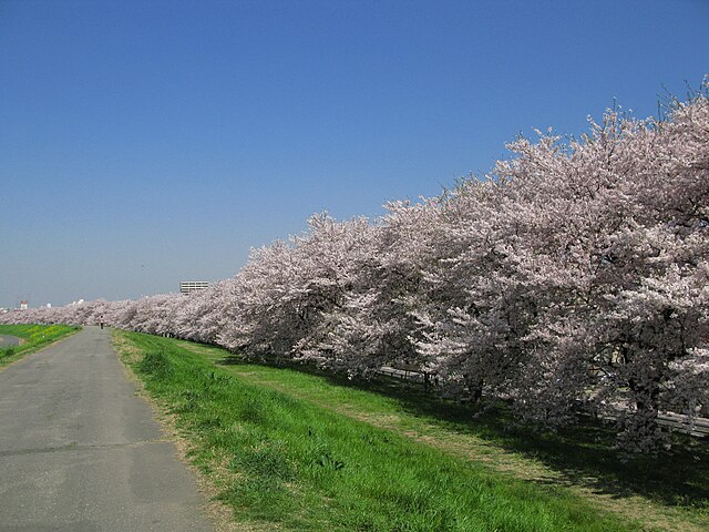 熊谷桜堤 (Tebing Sakura Kumagaya): "Keindahan Sakura di Ujung Senja"
