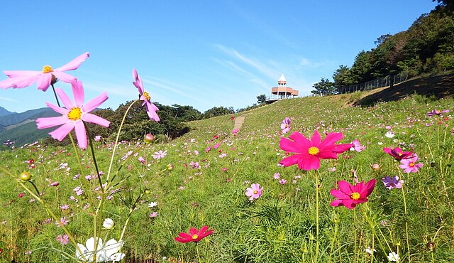 翠波高原(Padang Hijau Berkilau): "Semburat Alam di Puncak Kehidupan"